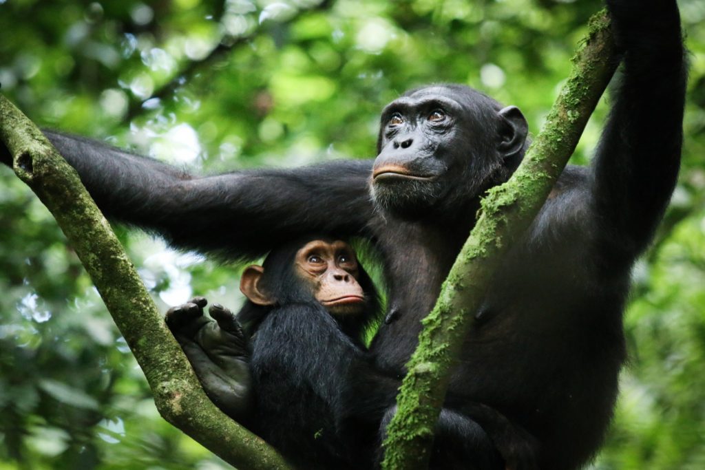 A Taste of the West: Your Luxury Guide to Crater Lakes and Kibale Forest