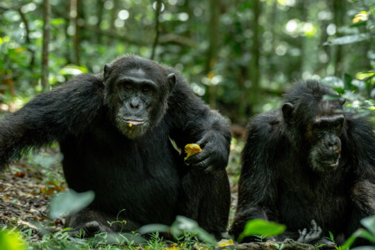 Beyond the Balcony: Discovering the Hidden Gems of Fort Portal’s Tourism City