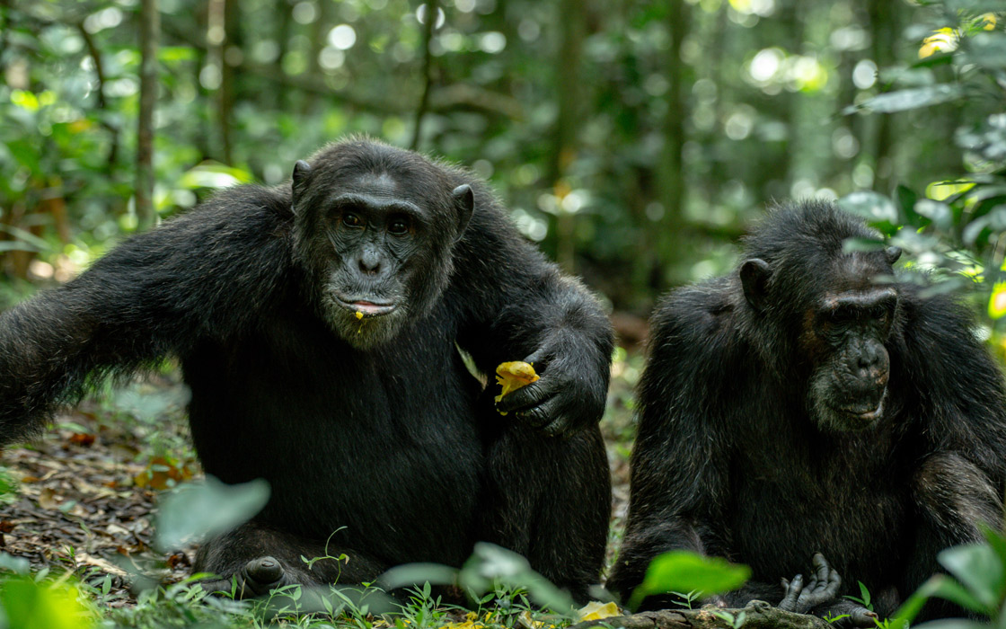 Beyond the Balcony: Discovering the Hidden Gems of Fort Portal’s Tourism City